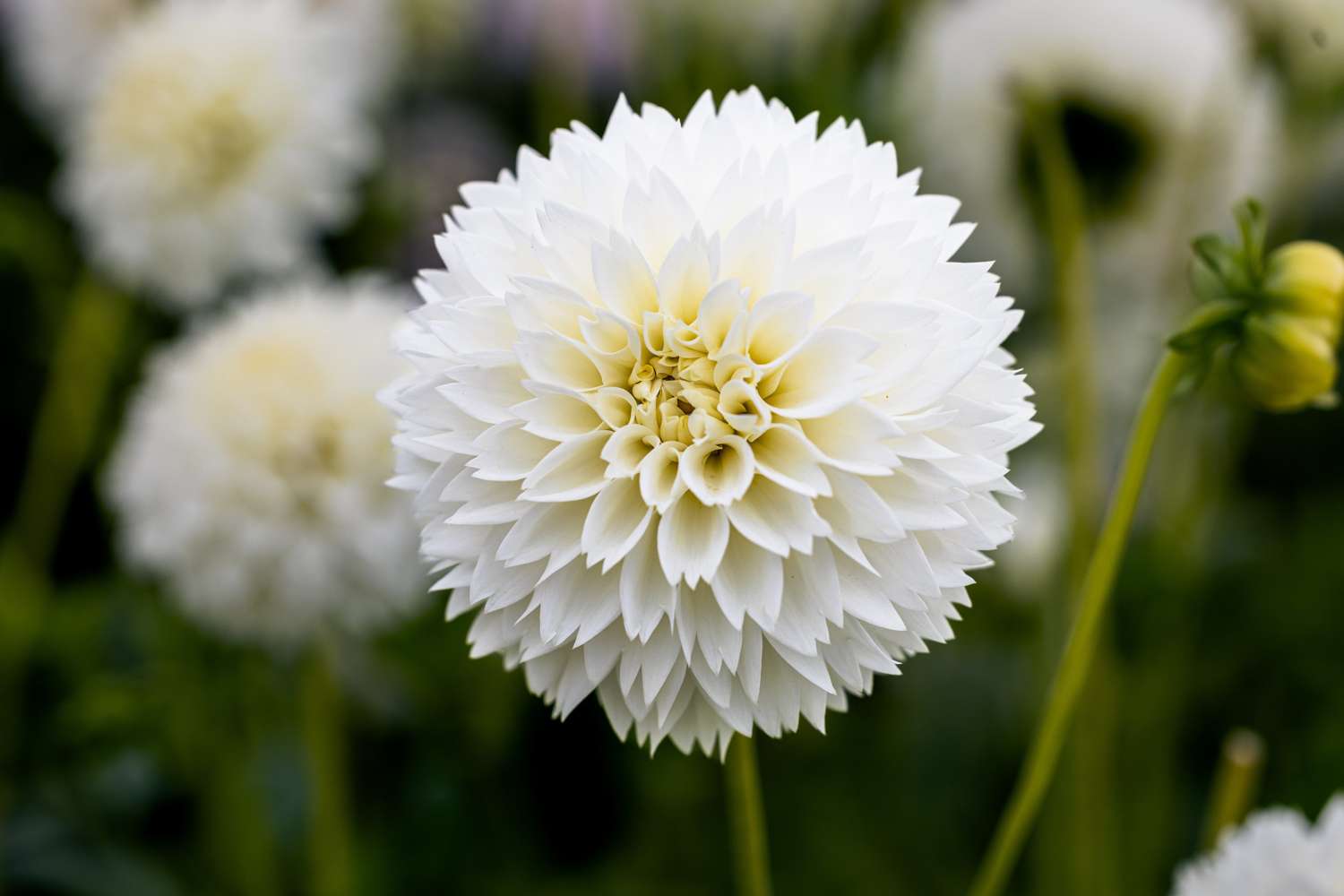 Dahlie 'Myama Fubuki'